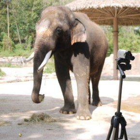 В южнокорейском зоопарке появился говорящий слон
