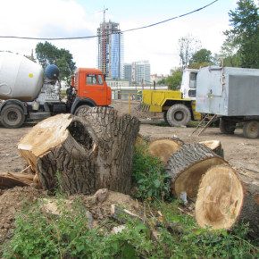 Смольный поднимет штраф за незаконную вырубку деревьев до 1 миллиона