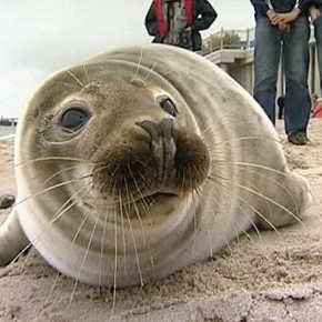 Двух мертвых тюленей нашли на берегу Финского залива за выходные