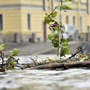 Из-за сильного ветра в Петербурге упали два дерева: на детскую больницу и Кондратьевский проспект