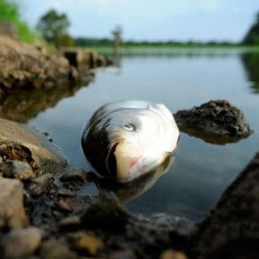 В Петербурге вновь зафиксирована массовая гибель рыбы - на этот раз в Охте