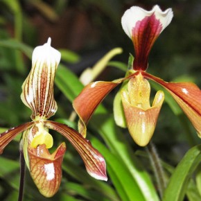 5-я выставка орхидей в Ботаническом саду проработает до 1 декабря 2013