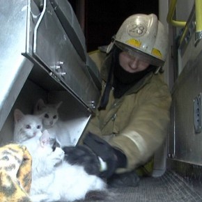 В Петербурге из горящей квартиры пожарные спасли 11 кошек