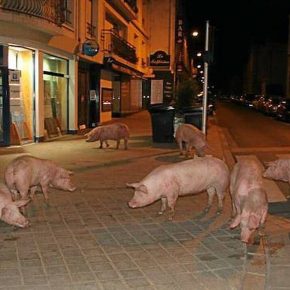 Города для свиней скоро построят в Китае