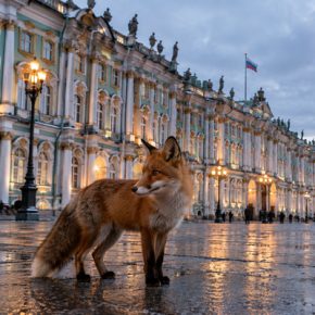 Лисы появились в Петербурге: хайп по животным и реальные причины - разбираемся