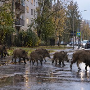 Кабаны в Петербурге: в отличие от медведей и волков их видели в черте города